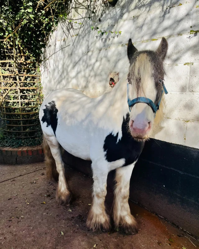 🐴🚨 New Pony Alert! 🚨🐴

Introducing Harper, a 5yr old, 13.2hh mare, who we went all the way to Wales to find! 

Harper has settled in so well and is currently undergoing staff assessments before joining the riding school team.