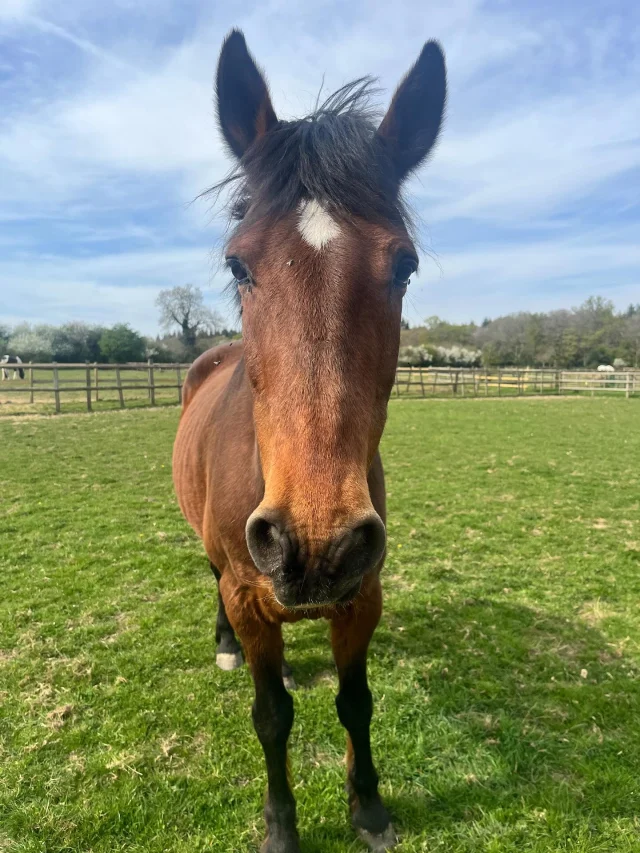 🐴 Jake is looking for a very special home 🐴

We are looking for a companion home for one of our lovely, retired school horses, Jake.💛

Due to being very prone to laminitis, Jake needs a knowledgeable home that can manage his condition carefully. Ideally, we’re looking for someone who already has a track system or similar low-sugar grazing setup. 

If you have a horse on a similar set up that requires a companion then he would be prefect!

In all other aspects Jake is the kindest, easiest and most lovable horse!

If you think you could offer the right kind of home or would like more info, please don’t hesitate to message us on info@checkendonequestrian.co.uk. Happy to answer any questions!

Please share to help Jake find the perfect home. 🐾